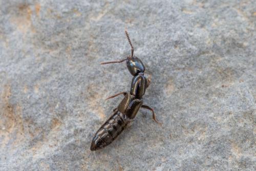 Réf. 274 701 : Xantholinus sp.